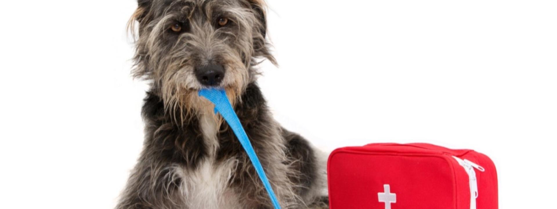 A dog with a blue bandage in its mouth, wrapped around its paw, pet first aid