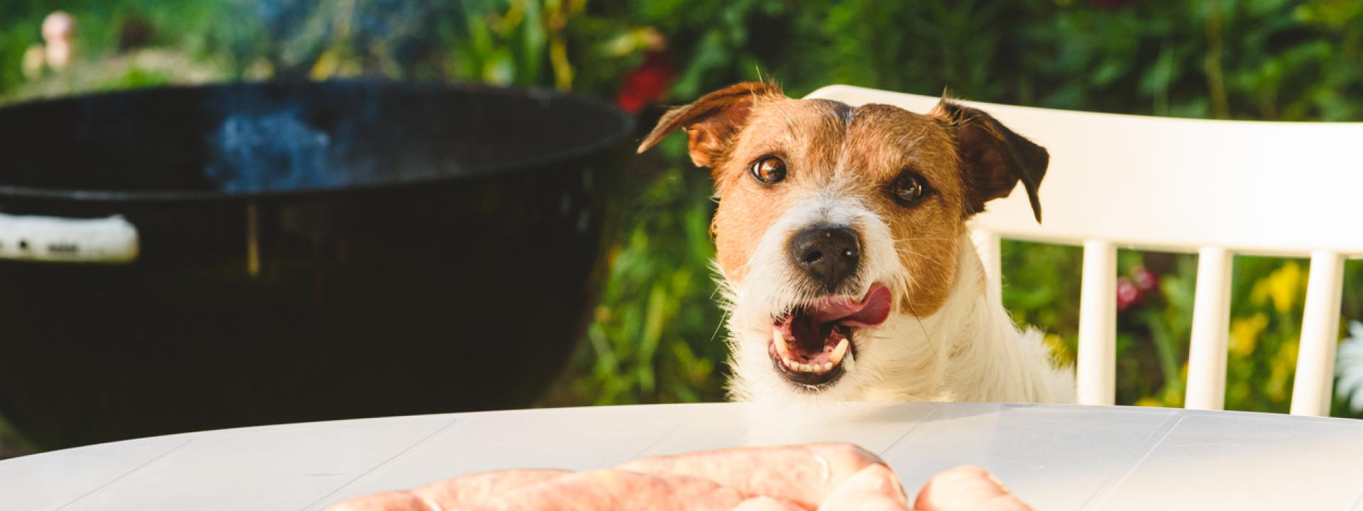 A dog licking its lips at a table with food on it