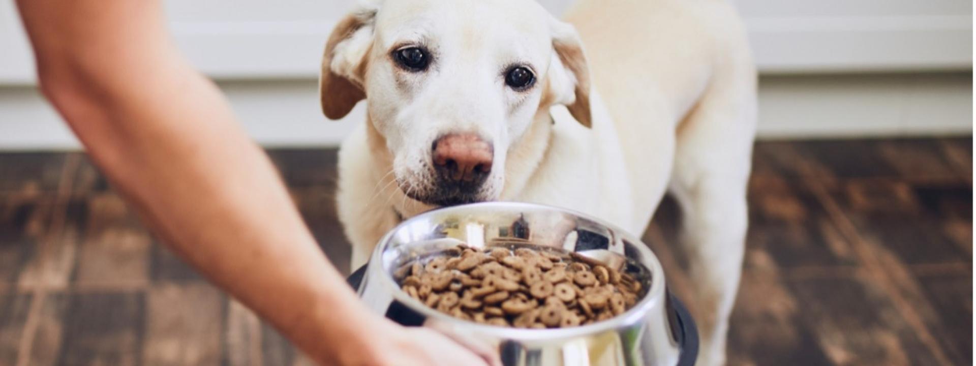 A dog looking at food in a bowl, 5 Factors to Consider When Choosing the Right Pet Food