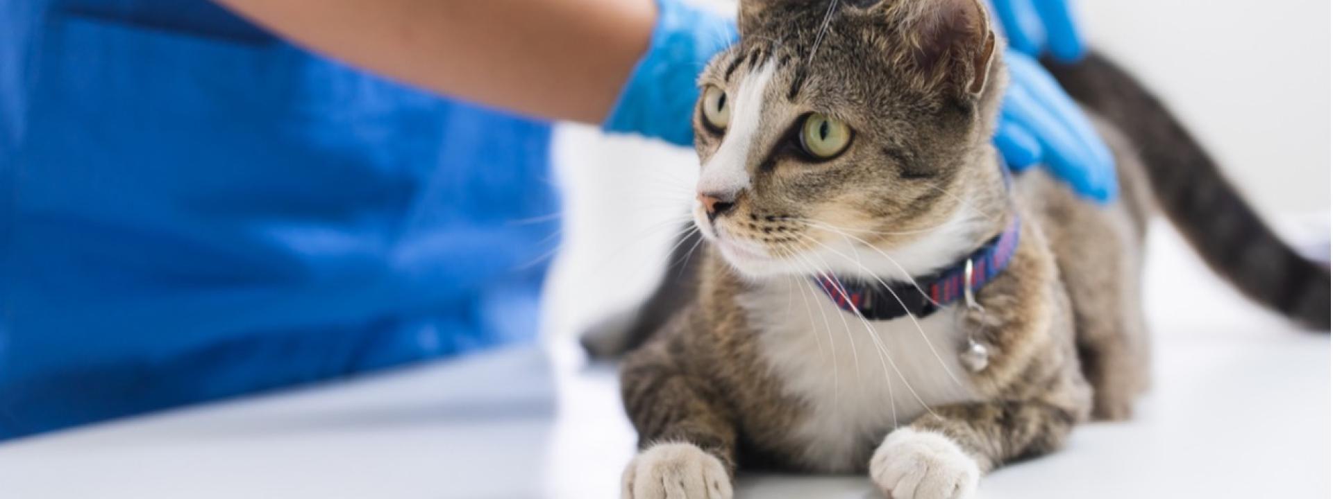 A cat being examined by a vet, How to Manage Pet Care Medical Costs