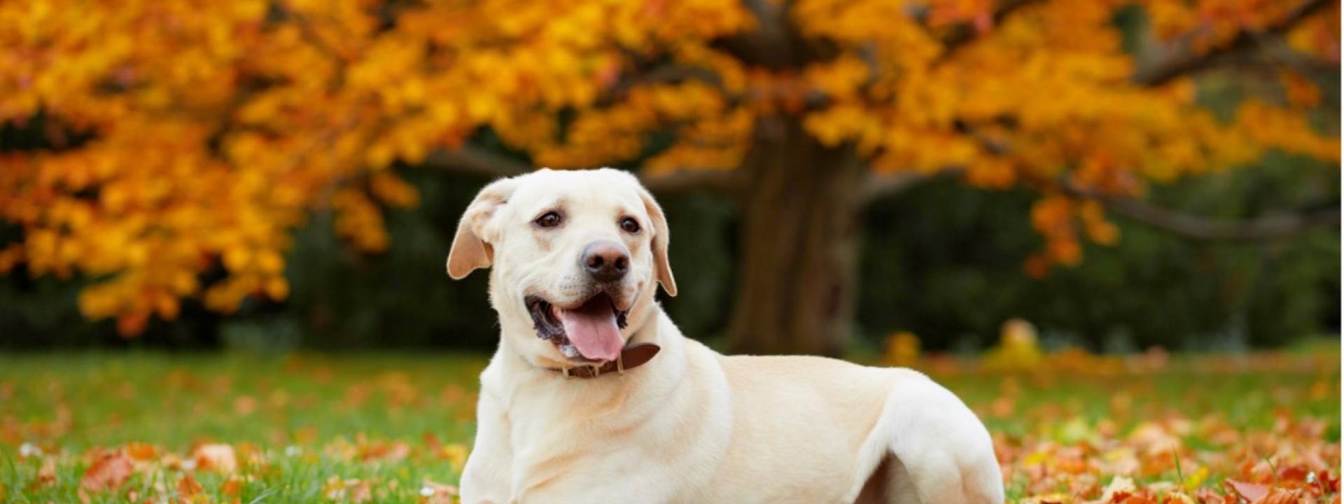 A dog lying in the grass in the fall, The Importance of Flea, Tick, and Heartworm Prevention in Colder Months