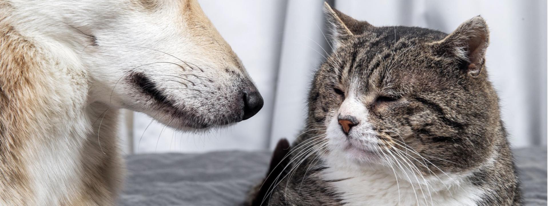 A dog and cat lying on a bed, Adopt a Senior Pet Month