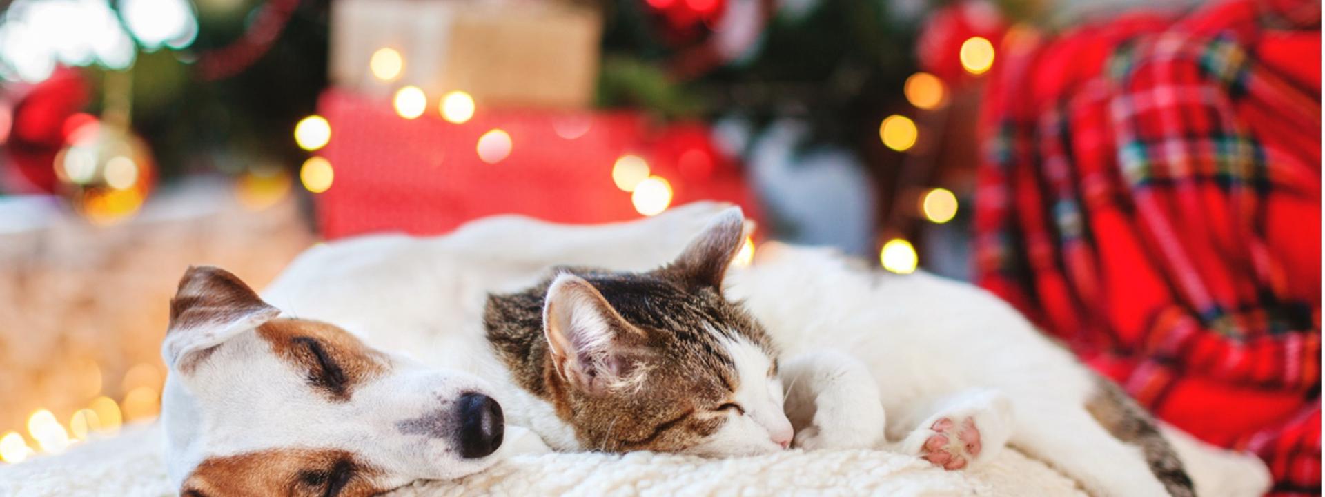 A dog and cat lying on a pillow next to a christmas tree, Christmas Gift Ideas for Pets: Many Ways to Make Your Pets Happy