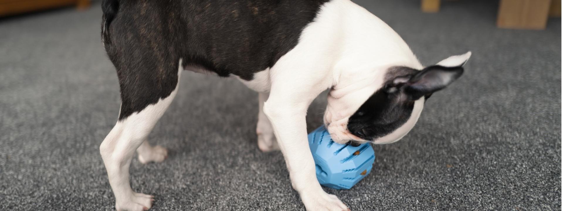 A dog playing with a toy, DIY Christmas Gifts for Pets