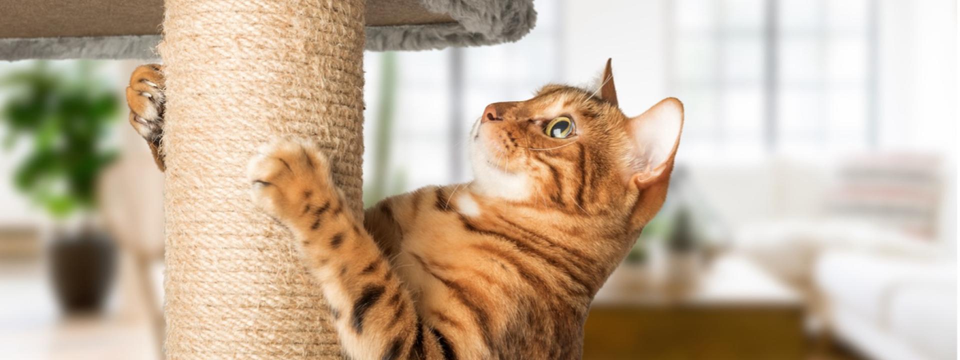 A cat climbing a cat tree, Gift Ideas for Cats - Interactive Toys, Cozy Beds, and Scratching Posts