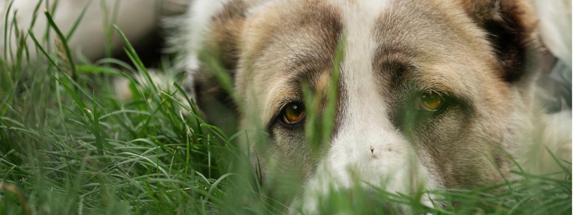 A dog lying in the grass, The Invisible Menace: Heartworm Disease