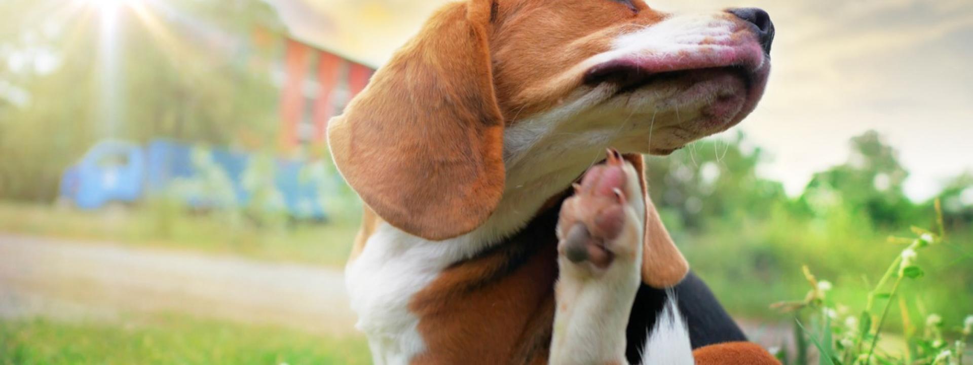 A dog sitting on grass scratching its chin, Say Goodbye to Pesky Pests: The Ultimate Guide to Flea and Tick Prevention