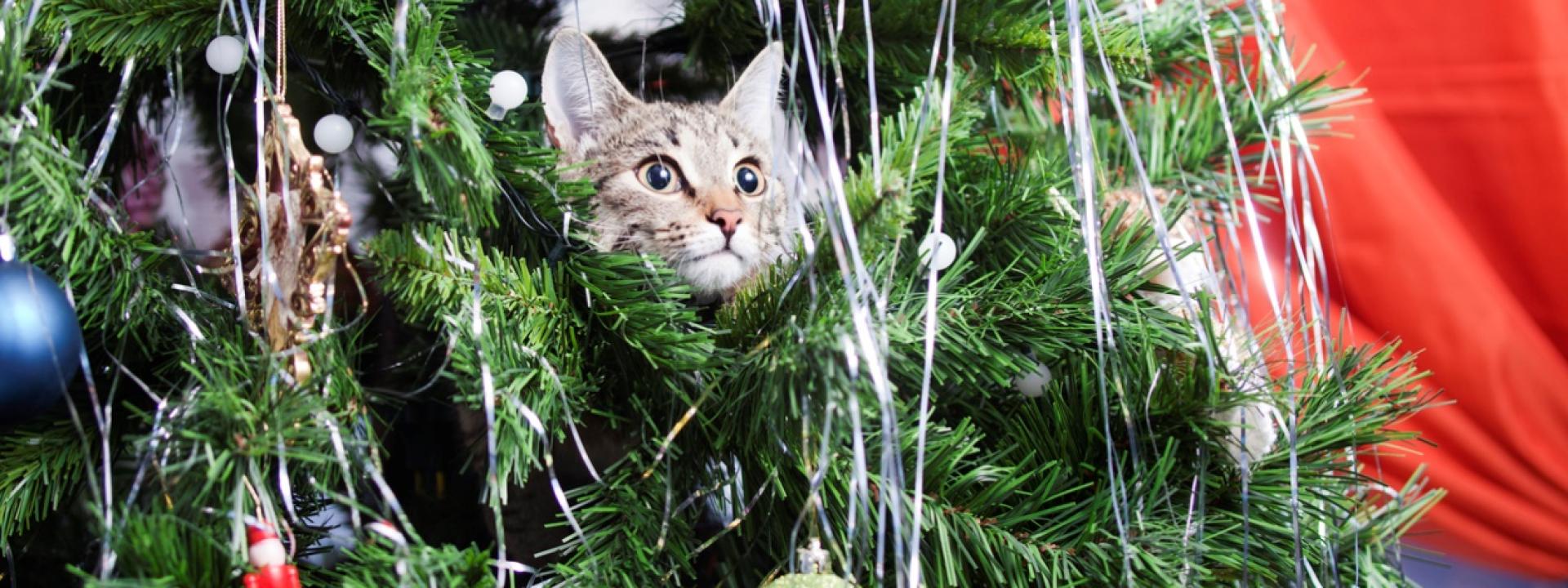 a cat peeking out from a tree
