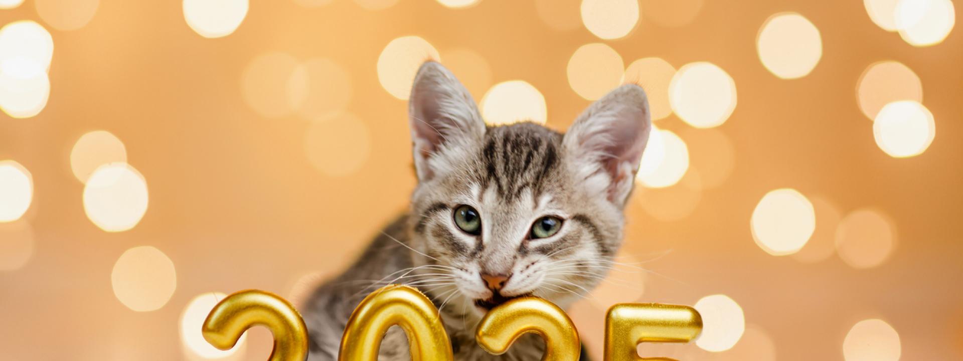 Cat sitting behind the numbers 2025