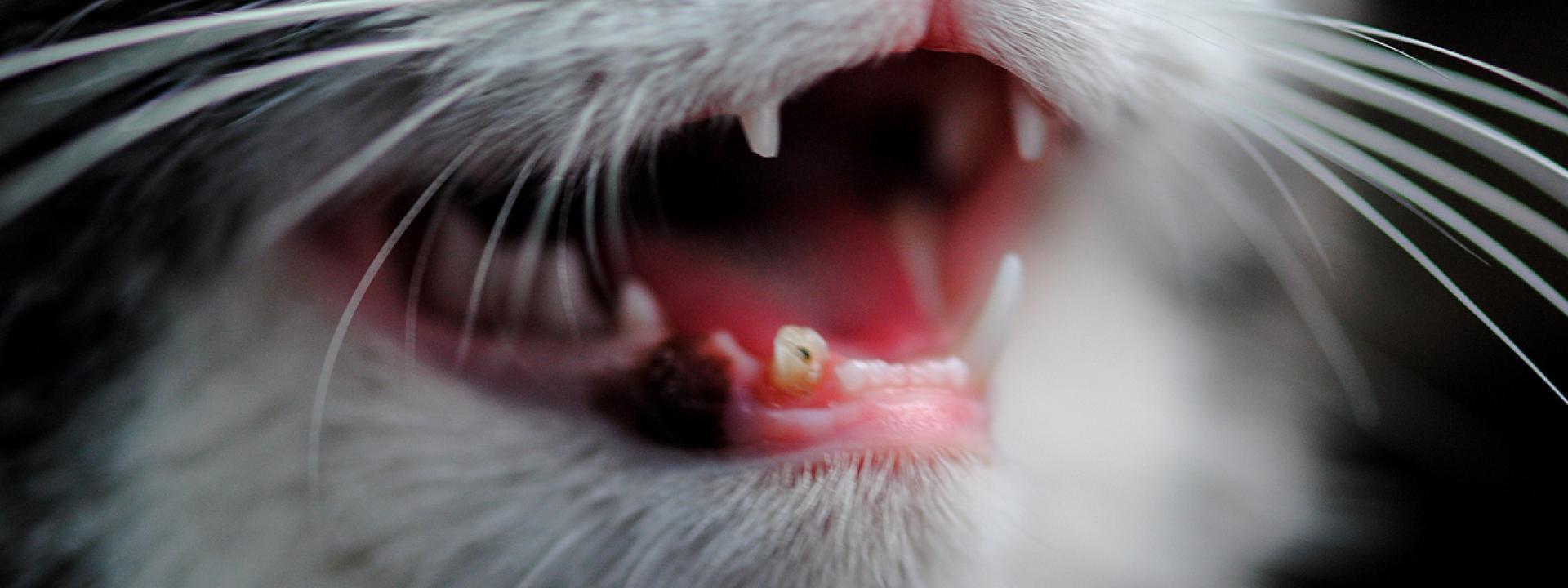 Close up of a cat's mouth,Healthy Tails, Happy Pets: The Importance of Dental Care for Pets