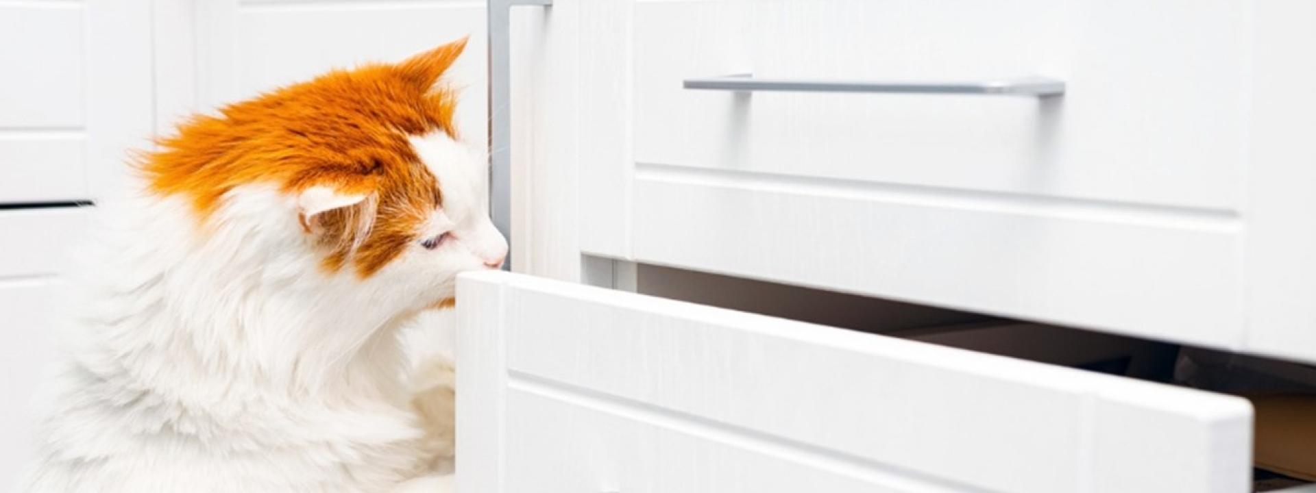 A cat with its paw on a drawer, Pet Poison Prevention: Keeping Your Furry Friends Safe