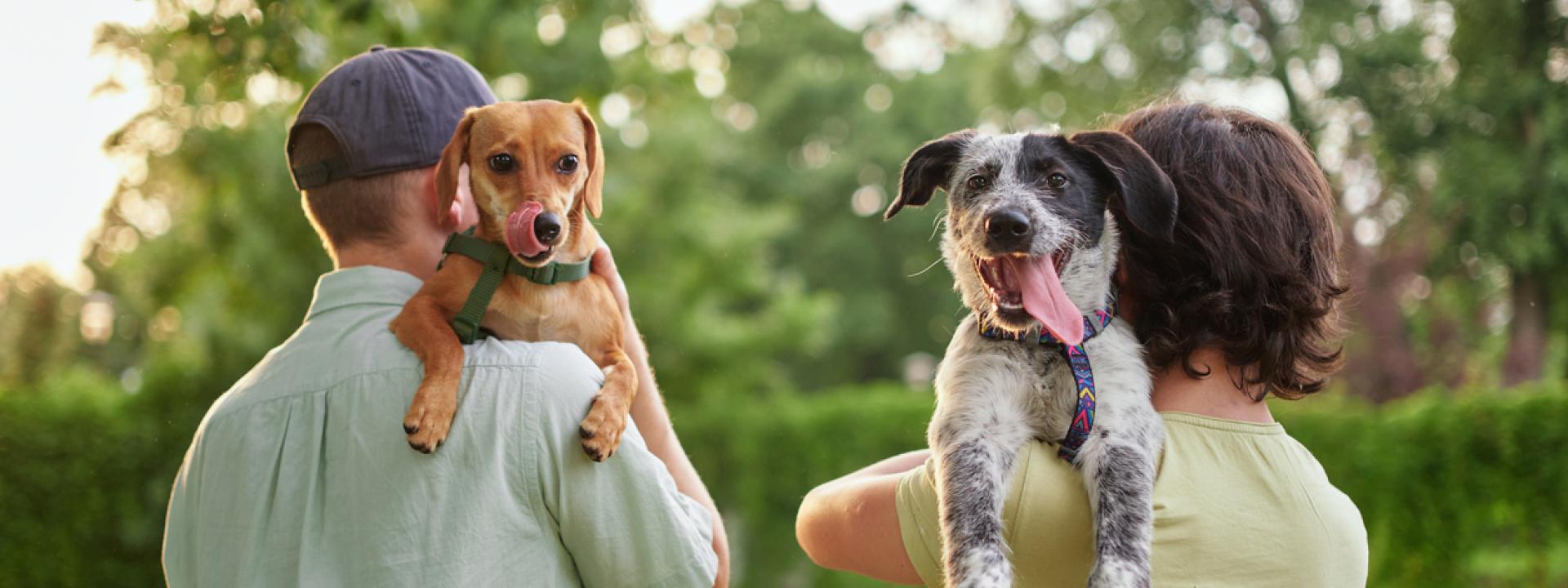 Heartworm Disease Prevention: How to Keep Your Pet Safe Year-Round, People carying dogs