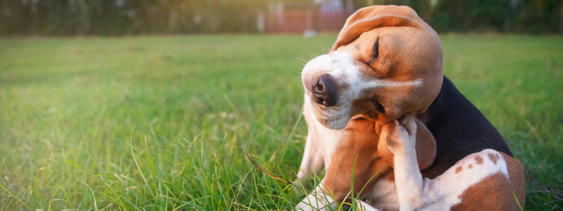 A dog scratching, Pet Allergy Awareness: How to Help Your Itchy Pet
