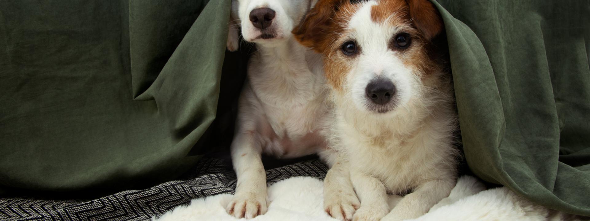 Dogs under a blanket, How to Calm Pets During Fireworks This 4th of July