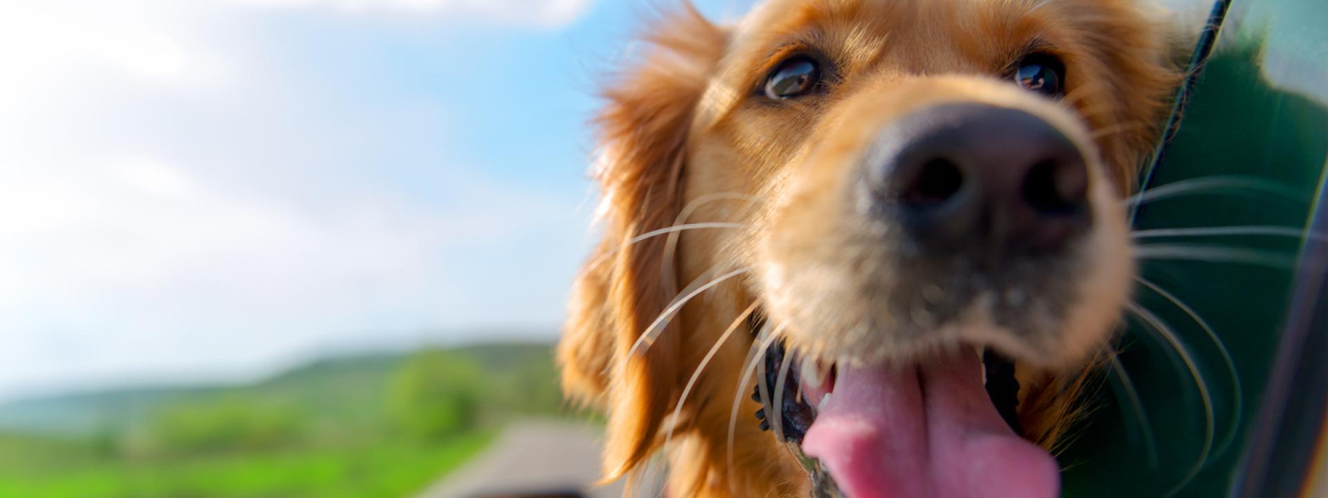 Summer Pet Safety Tips: From Your Veterinarian in Cedar Falls, A happy dog with its head out of the car window