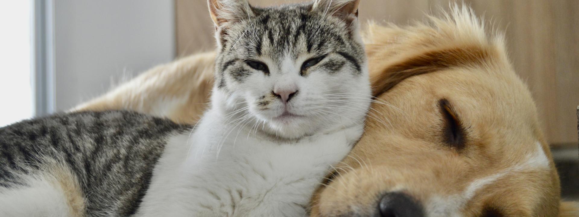 Zoonotic Disease in cats and dogs, A cat and a dog lying together