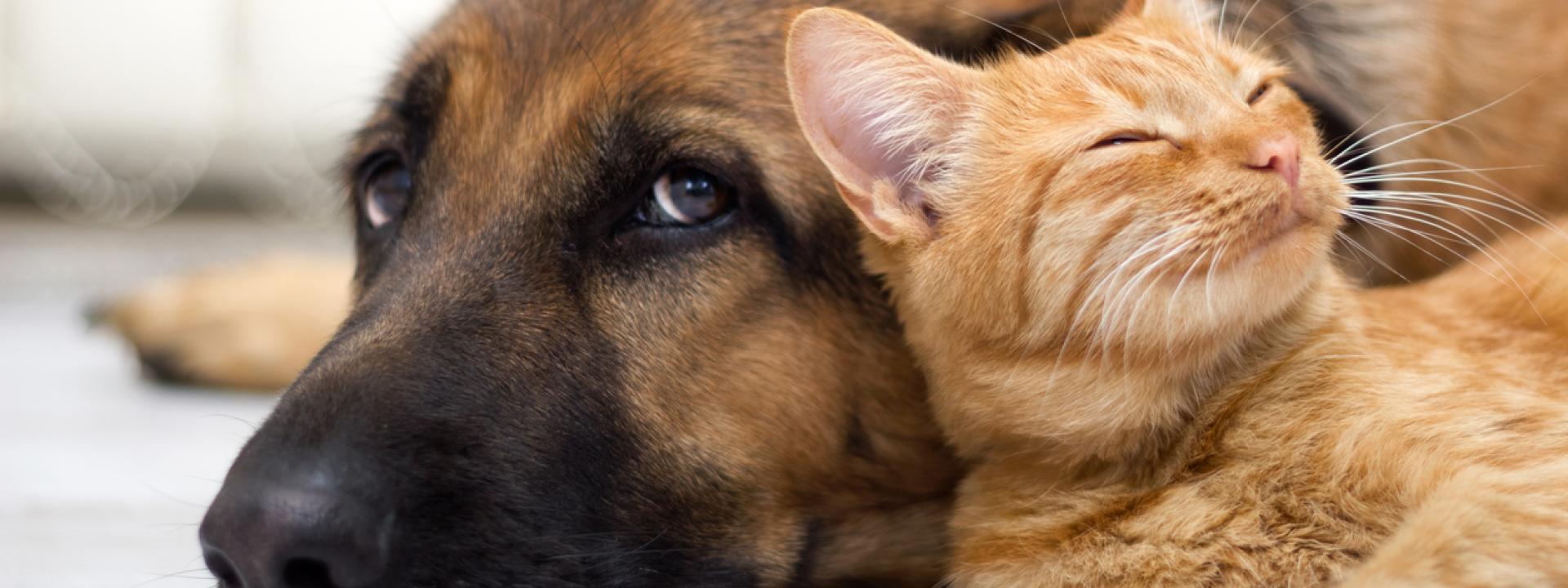 Pet Grooming for Dogs and Cats: At Home and at Advanced Pet Care, A dog and cat lying down together