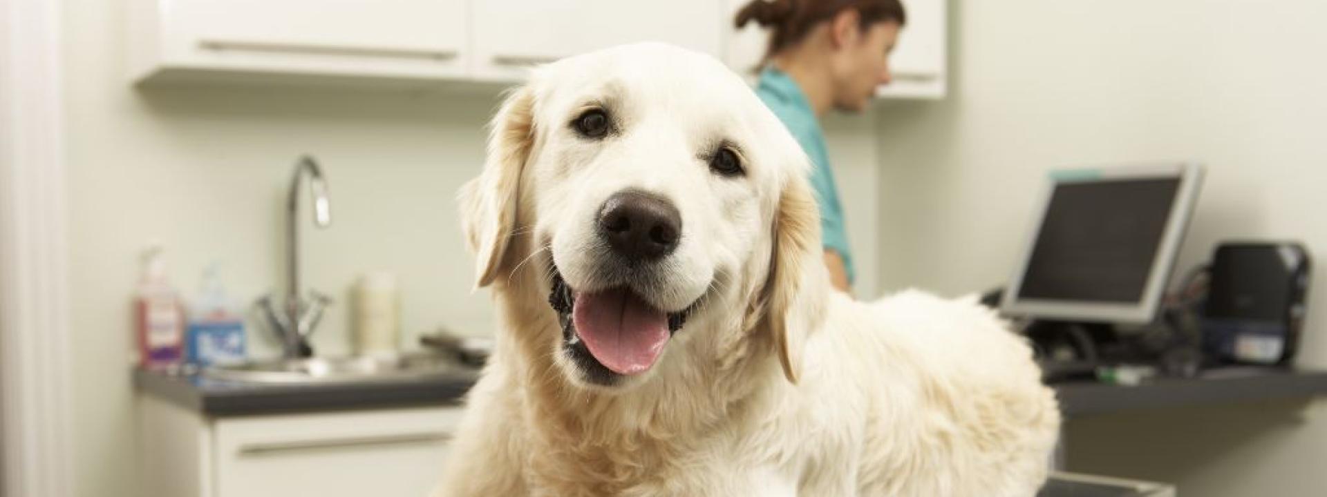 Large white dog on the exam table at the vet's office