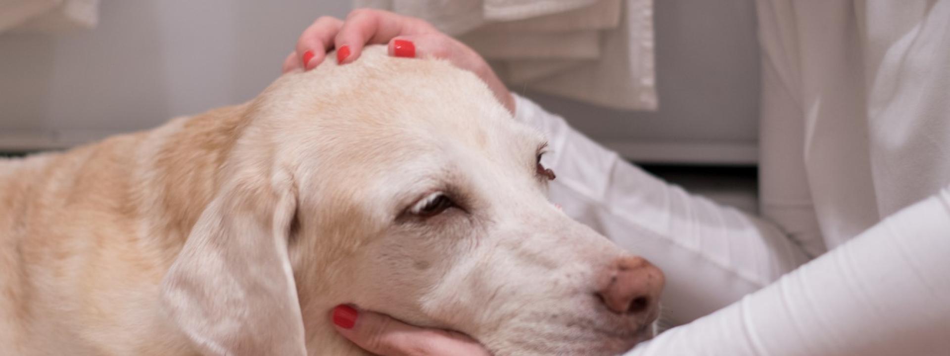 Pet Cancer: When to Worry about Lumps and Bumps , An old dog with it head being held