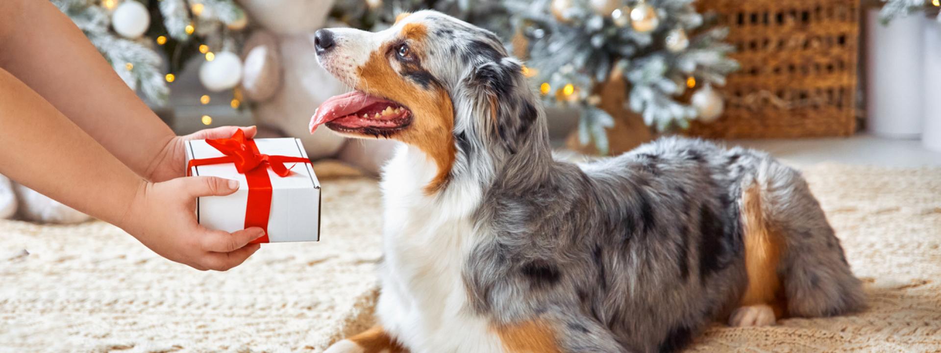 Holiday Pet Safety Tips: From Home to Holiday Travel, A dog receiving a Christmas present