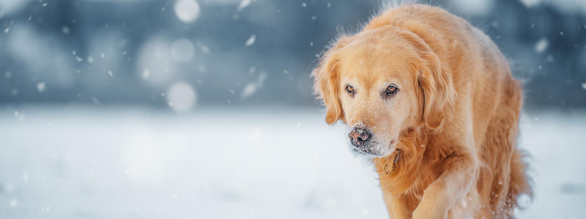 Winter Joint Pain in Pets: How Cold Weather Affects Dogs and Cats, A dog walking in snow