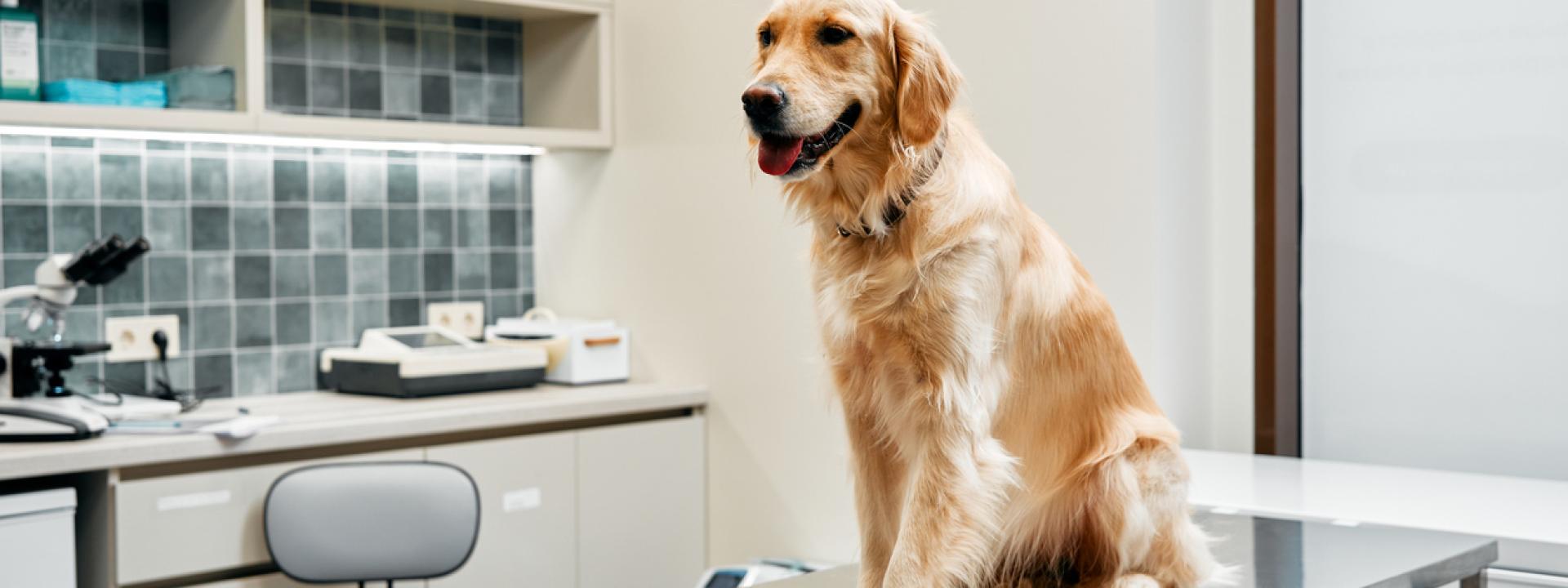 Bad Breath in Dogs and Cats May Be a Sign of Dental Problems, dog sitting on a table 