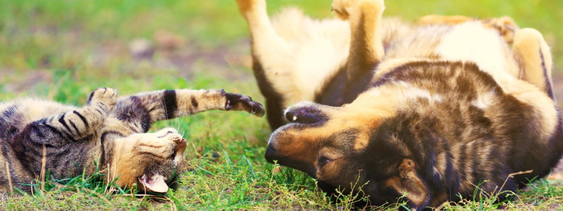 A tabby cat and a large dog lying on their backs in the grass, playing together.