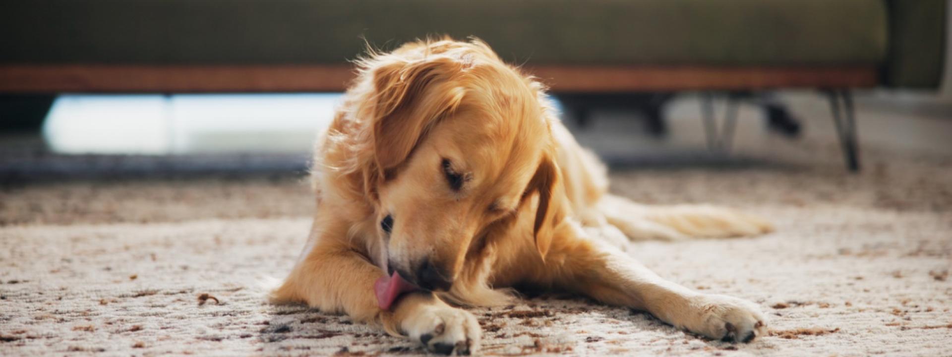  why-dogs-lick-their-paws-2