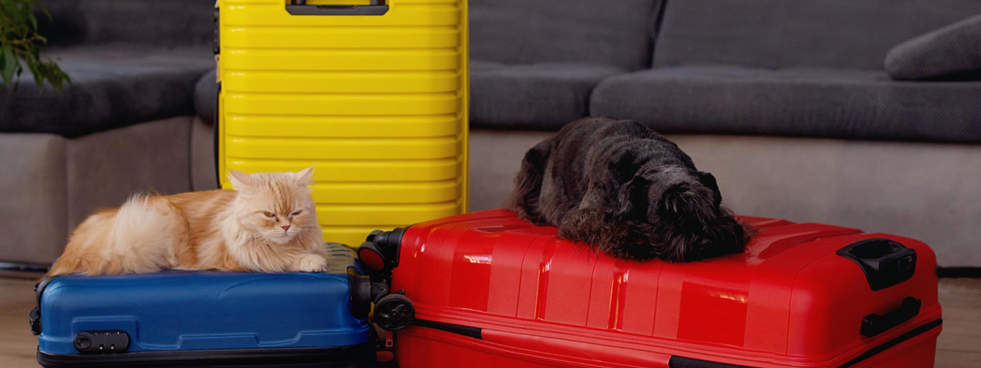 Cat and dog resting on colorful suitcases packed for travel in a living room, illustrating pet travel and boarding preparation.