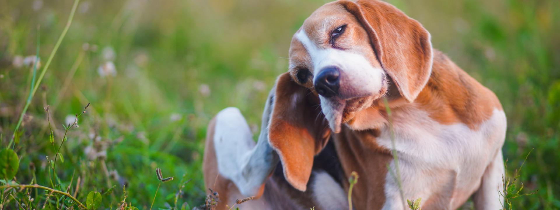 Beagle scratching itchy skin while sitting outdoors in grass