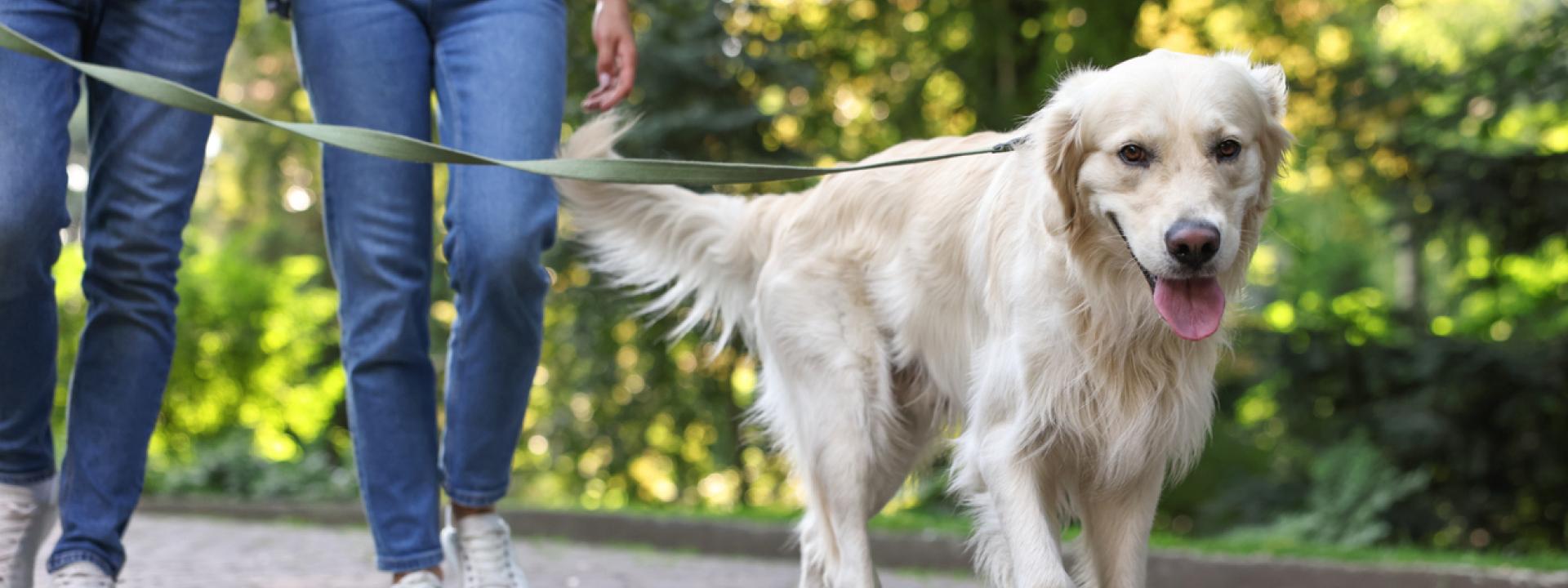 Golden Retriever enjoying a walk with its owners, illustrating how early diagnosis and treatment of hip dysplasia can help maintain mobility and quality of life.