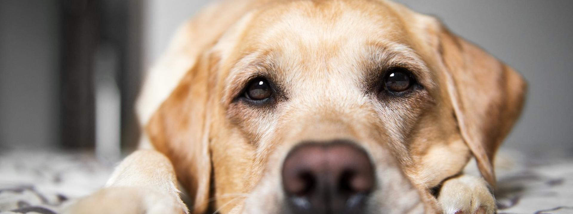 Yellow Labrador Retriever resting comfortably, representing a dog experiencing mobility concerns before TPLO surgery evaluation.