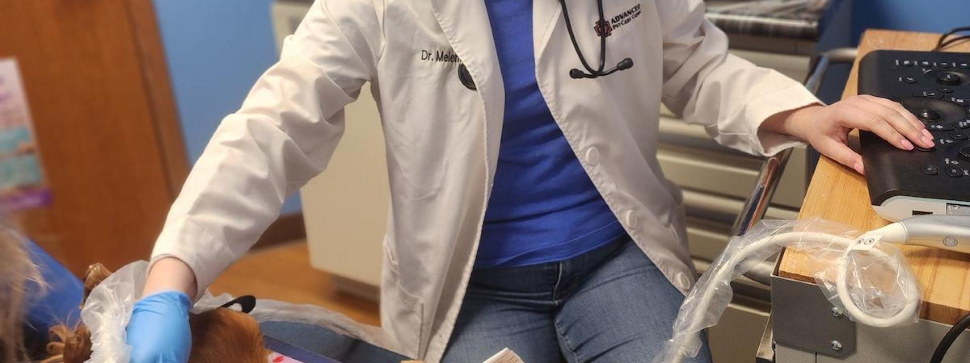 Veterinarian performing an abdominal ultrasound on a dog at Advanced Pet Care Clinic
