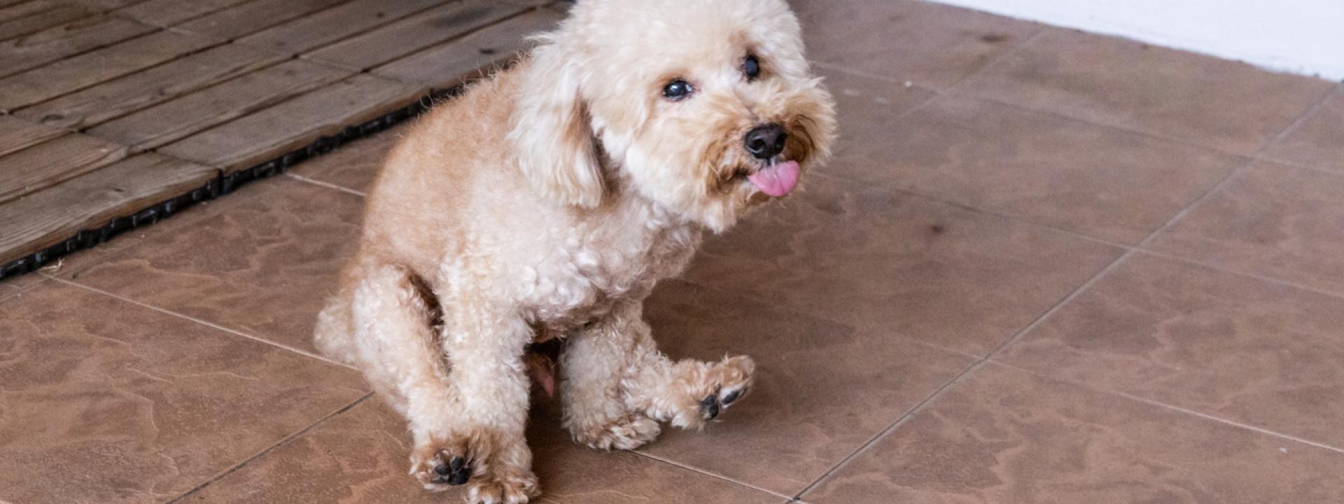 Dog scooting by dragging its rear end across the floor.