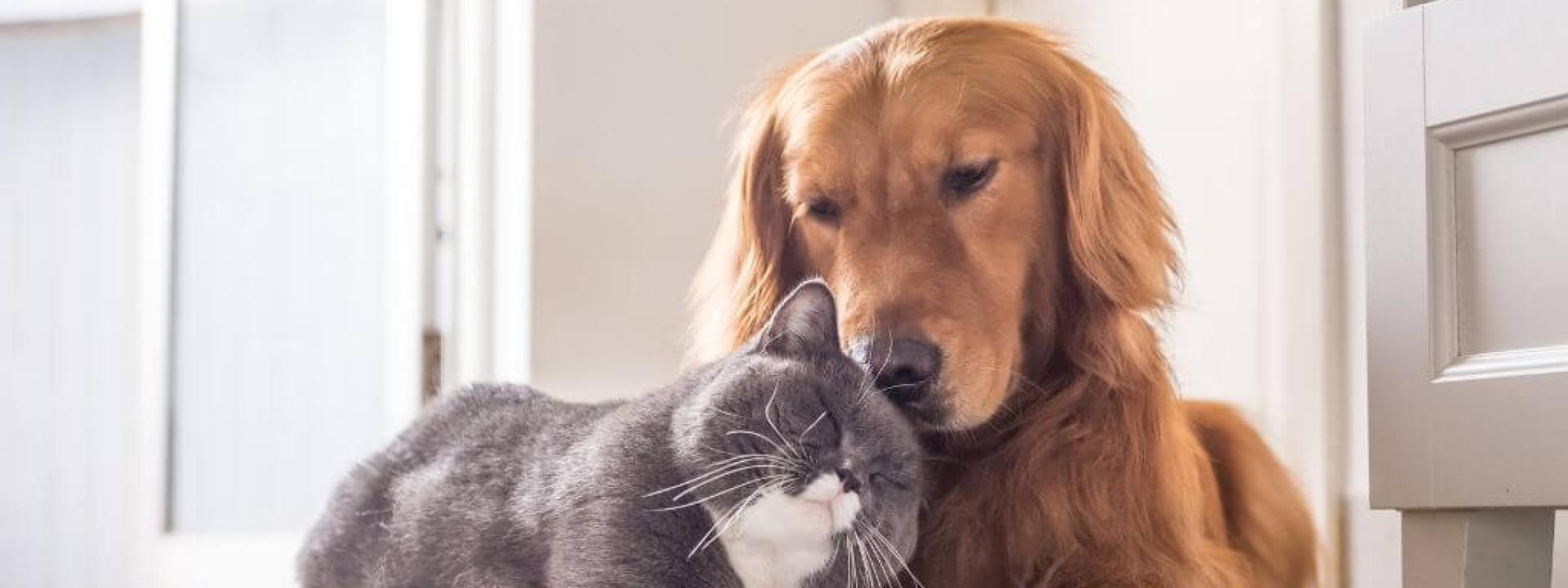 Gray cat snuggling against a Gold Retriever dog