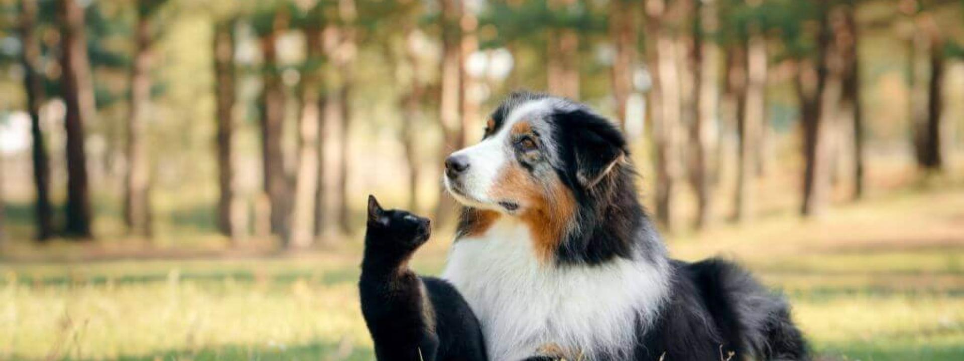 ways cats and dogs tell us they're in pain