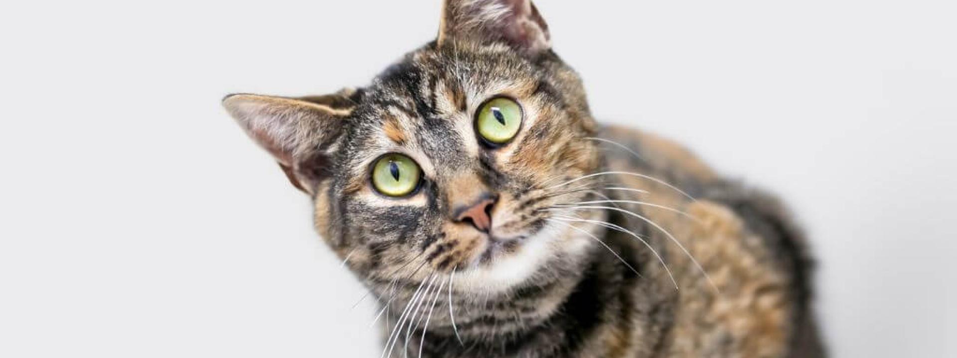 Cat with tilted head, the truth about feline heartworm disease