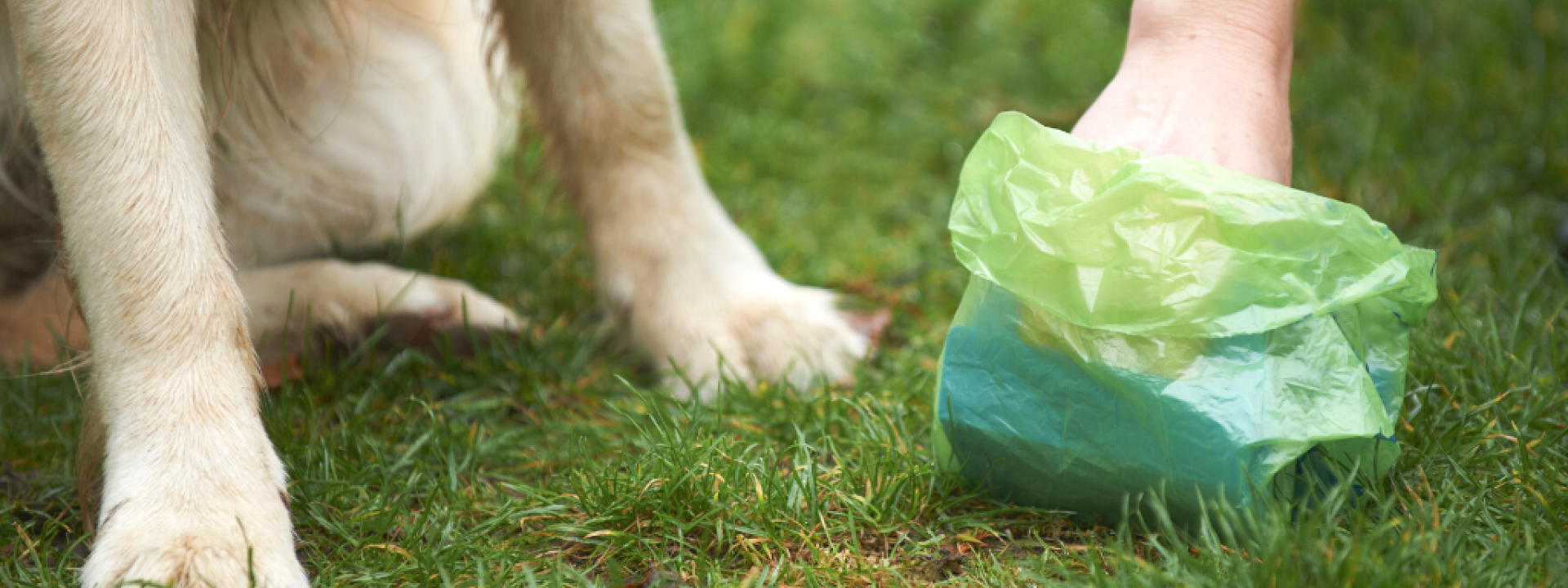 Pet owner scooping dog waste