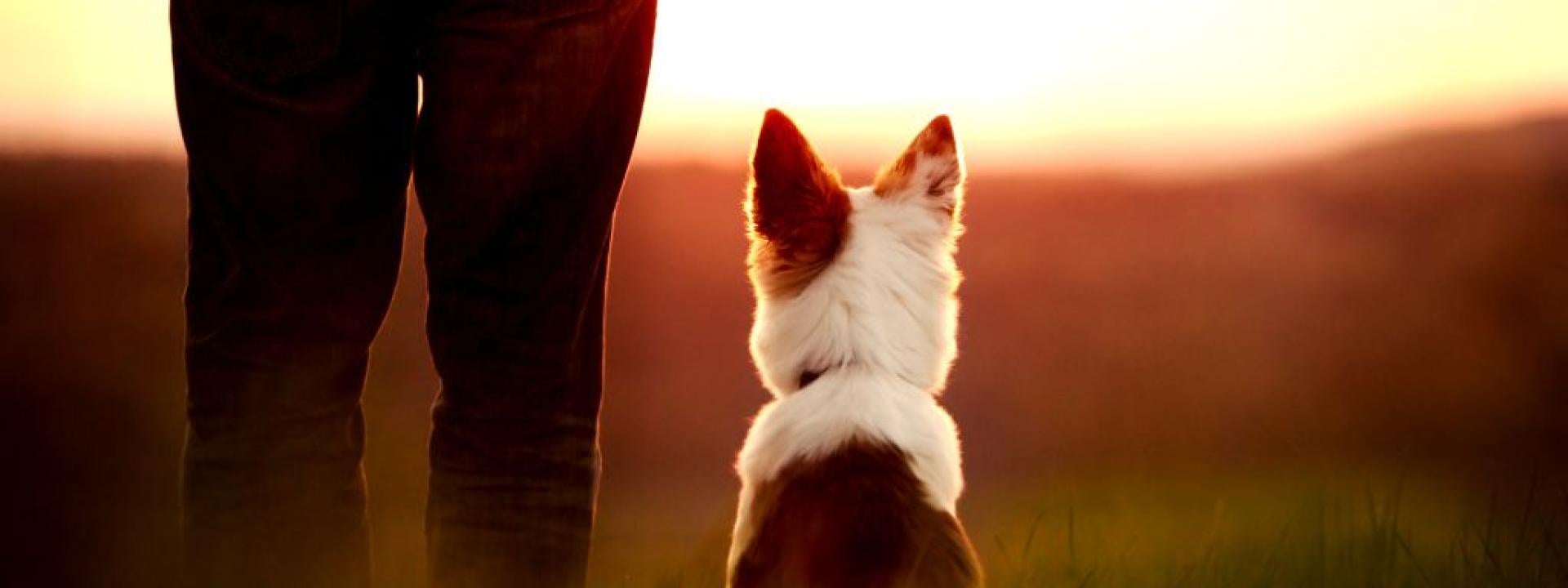 Dog and owner outside watching the sunset. Owner thinking about dog end of life care