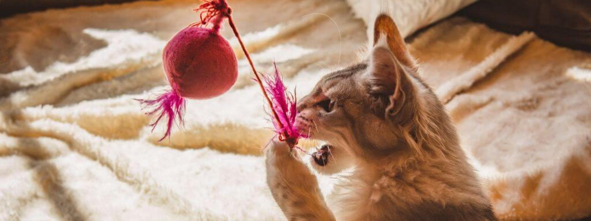 Cat playing with feather wand for cat enrichment