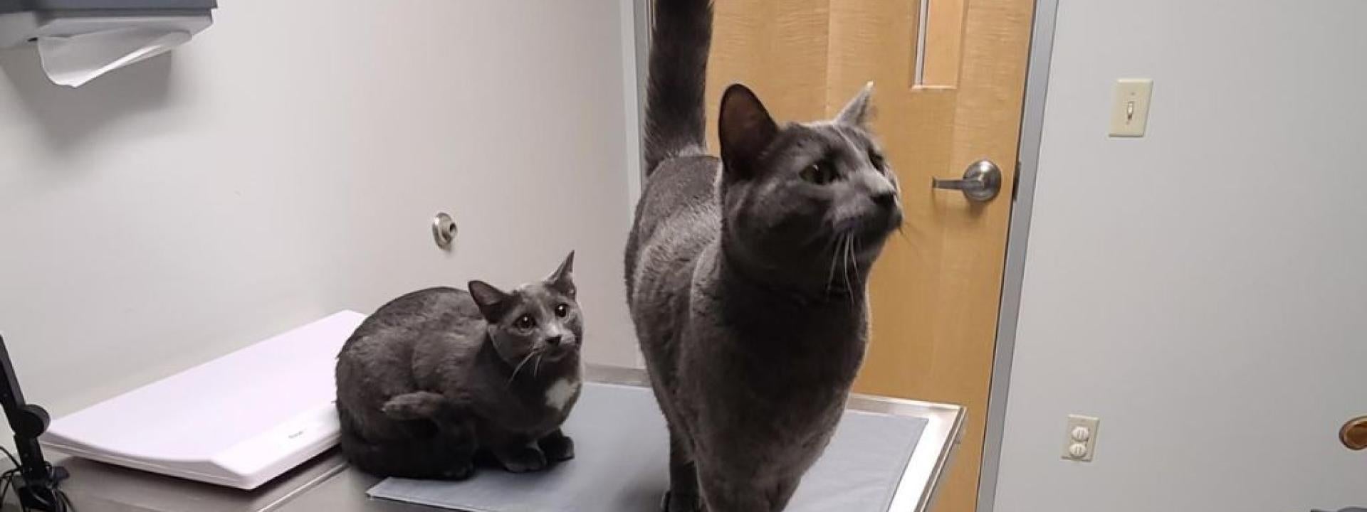 Two cats at the vets office