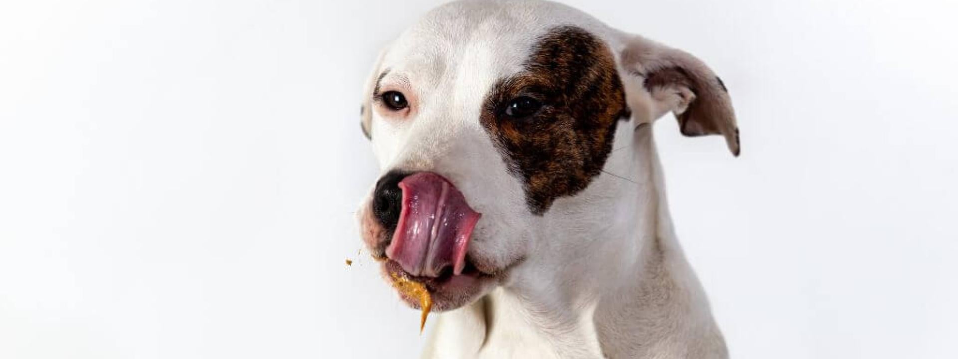 Dog licking peanut butter off its lips after taking a pill